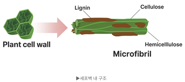 세포벽 내 구조 이미지